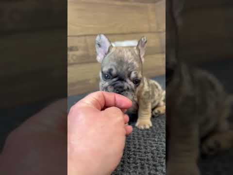 Video 1