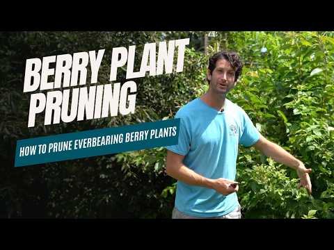 Prune Everbearing Berry Plants