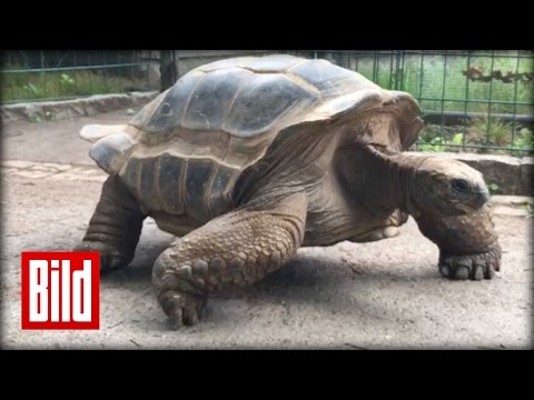 Gassi mit Riesenschildkröten  - Umzug im Zoo Dresden