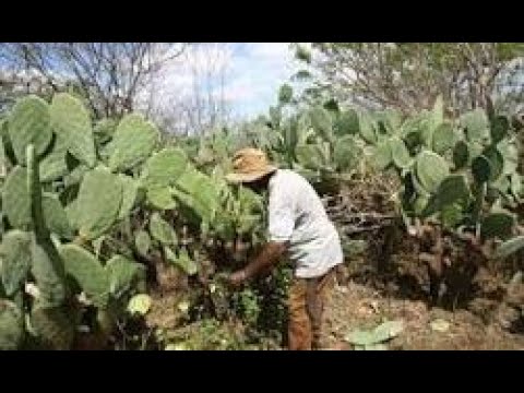 Sertão Alagoano - Monteirópolis