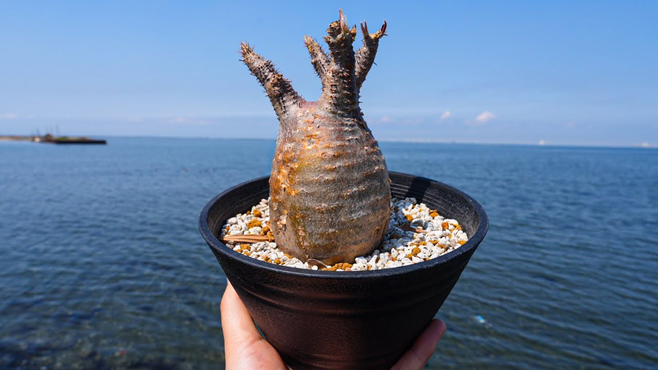 アフリカの○万円する植物を購入