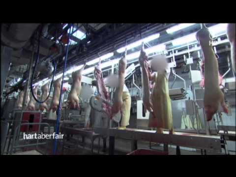 Die größte Schlachtfabrik Europas