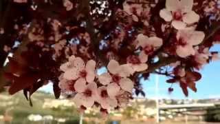 preview picture of video 'Flora y Fauna en #Javea, vacaciones mágicas'