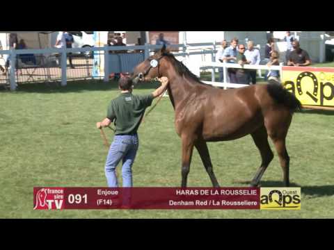 Show AQPS Le Lion 2016 : Lot 91 - Enjoue