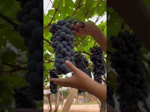 , title : 'Grape Harvest Fresh From Vineyard 😎#satisfying #short'