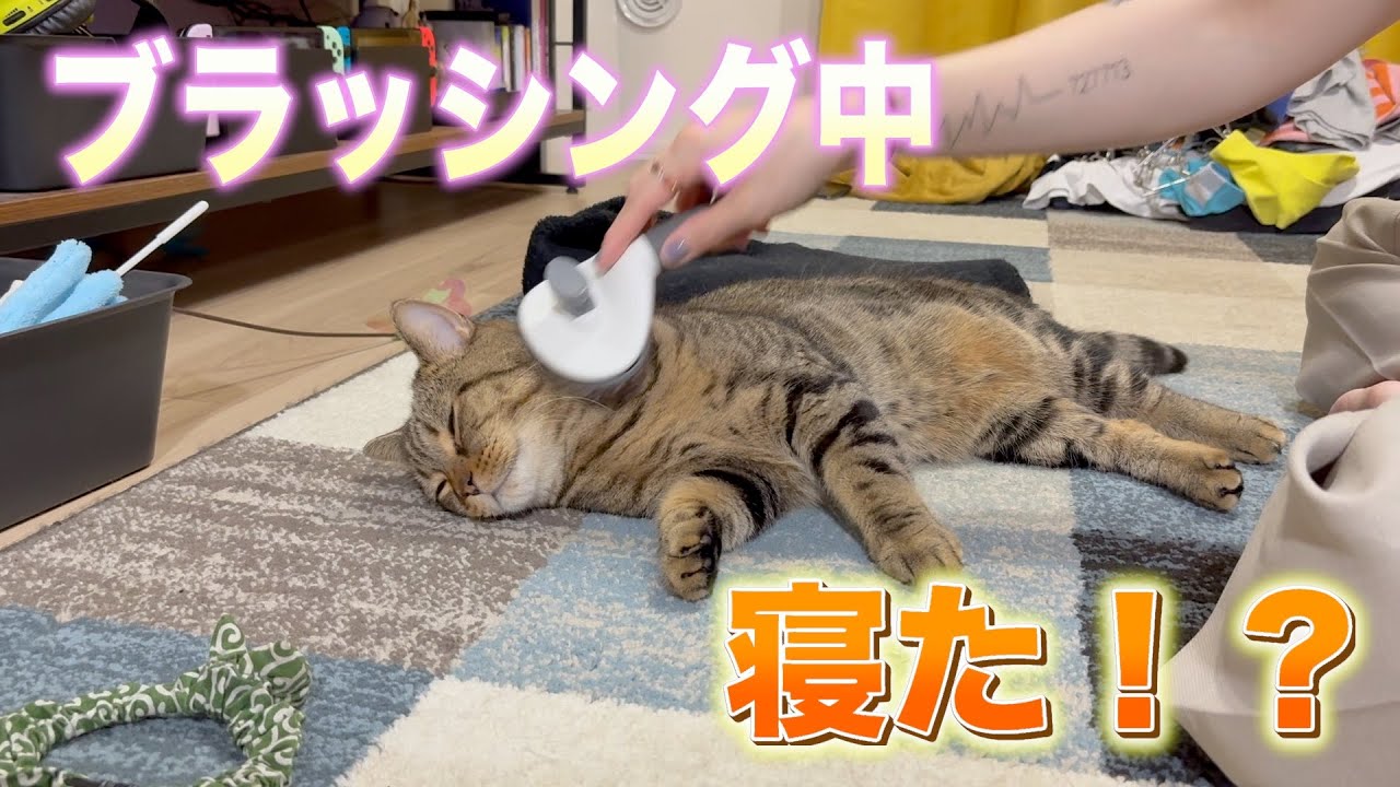 ブラッシングしたら極上スパだったらしく寝ちゃった