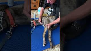 Shoulder injury kesa check karte hain greyhound ki check this video plz #greyhound #birminghamuk #