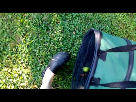 Gartentipp: Fallobst einsammeln ohne Bücken