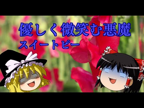 スイートピー 植物