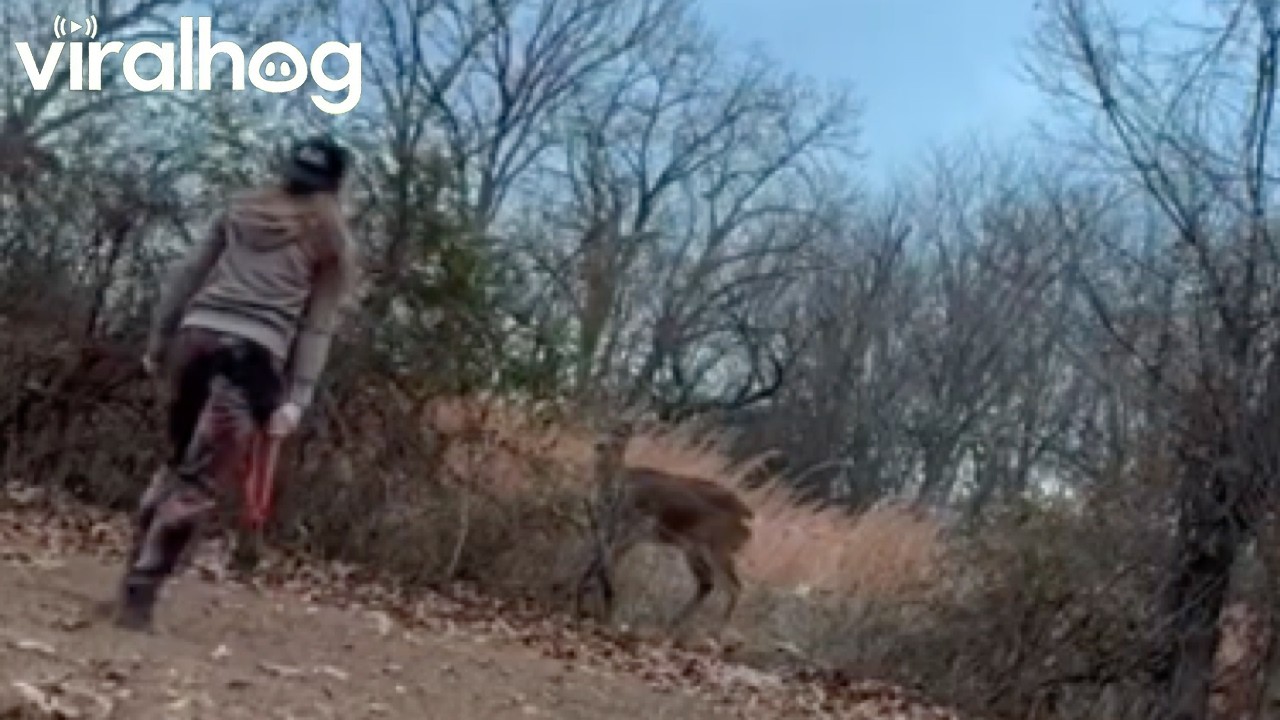 Woman Cuts Fence To Free Tangled Buck || ViralHog