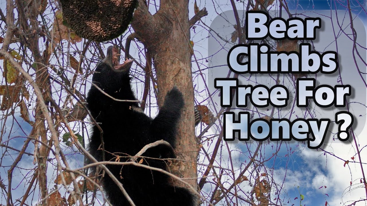 The REAL Reason This Bear Climbs Trees for HONEY!