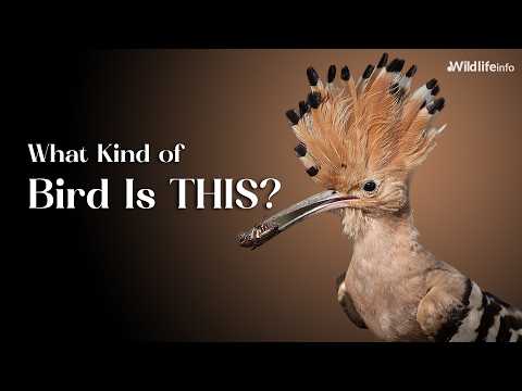 The Strange Beauty of the Hoopoe Bird Revealed!