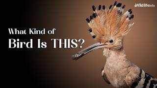 The Strange Beauty of the Hoopoe Bird Revealed!