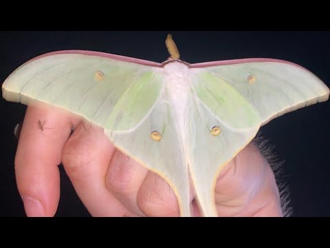 Actias gnoma  - June 12th 2021 Yesan