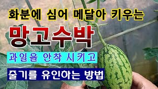 [텃밭농부 1,537]  화분에 심어 공중에 메달아 키우는 망고수박. 과일을 안착 시키고 줄기를 유인하는 방…