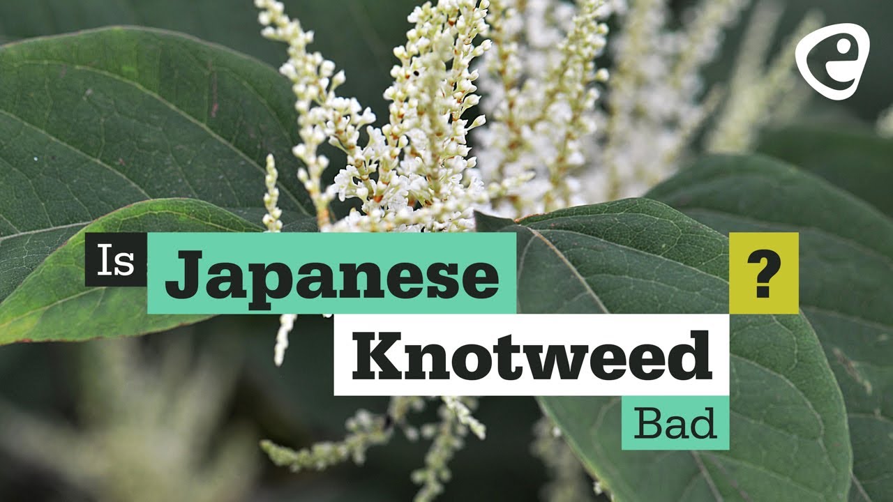 Is it illegal to have Japanese knotweed in your garden? Archive EN
