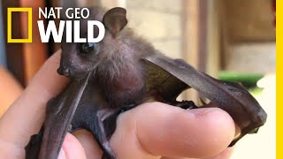 Watch Attempt to Save a Tiny Orphaned Fruit Bat | Nat Geo Wild by Nat Geo WILD