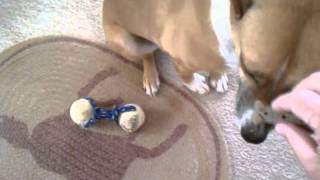 Sunshine doesn't wanna do trick