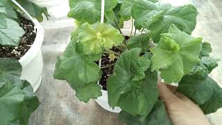 Download lagu #19. Pelargonium Collection Review. Part 2. mp3 Download lagu #19. Pelargonium Collection Review. Part 2. mp3