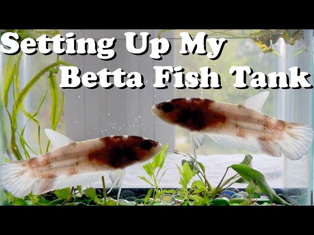 Setting Up My Betta Fish Tank