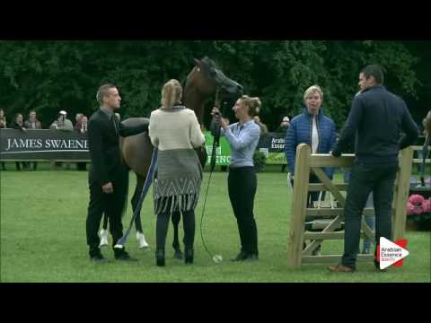 Bruges 2016 - Senior Stallions National Championship - Prizegiving - 1st place: n. 60