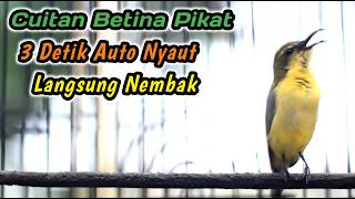 Download lagu CUITAN SOGON BETINA PENAIK EMOSI JANTAN‼️PALING COCOK BIKIN SEMUA SOGON LANGSUNG RESPON NEMBAK mp3