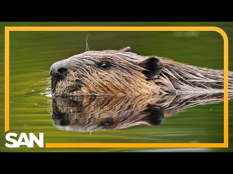Beavers credited with saving taxpayers roughly $1.2M in Czech Republic