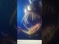 Finding Nemo Angler Fish With Barney Voice
