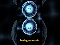 What Is Mitosis Animation