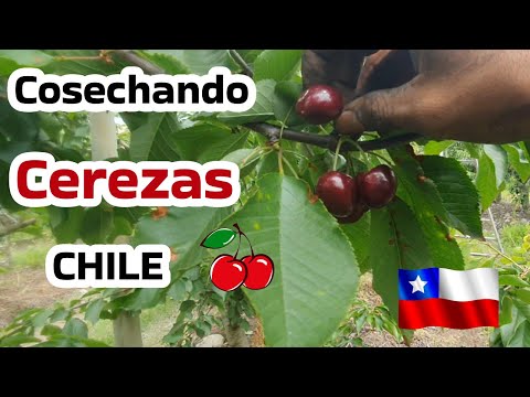Cosecha de cerezas 2023 CHILE 🍒🇨🇱