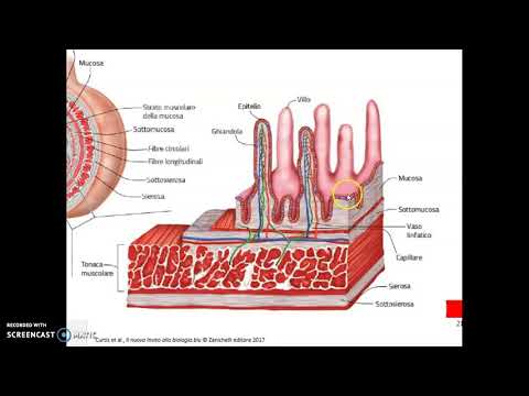 Intestino tenue e crasso