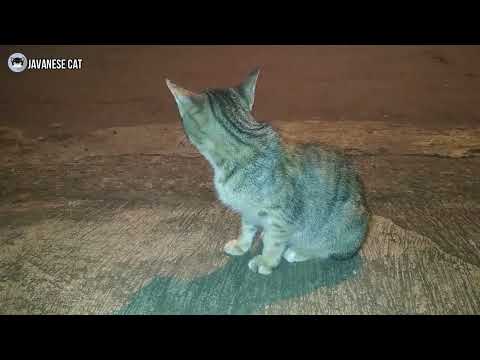 Funny Cats Take Care of the House at Night