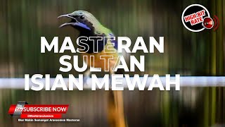 Download lagu Burung Masteran Sultan Isian Full Mewah Cucak Cungkok Gacor mp3 Download lagu Burung Masteran Sultan Isian Full Mewah Cucak Cungkok Gacor mp3