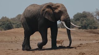 Download lagu Mengenal Suara Hewan Gajah Afrika , Videos Gajah | Sound Animal mp3