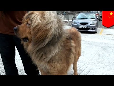 你怎麼賄賂中國政客？給他們送藏獒，認真點! (How do you bribe Chinese politicians? Give them Tibetan mastiffs, seriously!)