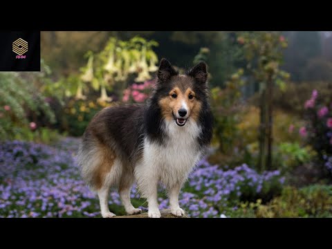 The Best and funniest dogs and cats videos from Anusha HW