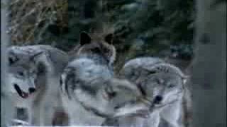 Living With Wolves 5 Video