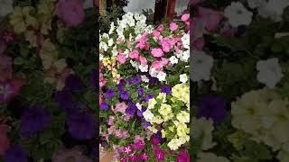 Download lagu Bunga-bunga di kundasang mp3