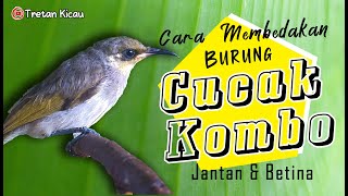 Download lagu How to differentiate between male and female cucak kombo mp3 Download lagu How to differentiate between male and female cucak kombo mp3