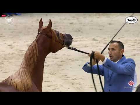 N 127 E S  FAWZAN   Dubai International Arabian Horse Championship 2021   Yearling Colts Class 9A