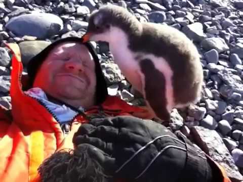 初生小企鹅巧遇人类的可爱反应(视频)