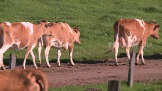 Download lagu LAPTOP SI UNYIL - PENGUSAHA SAPI OLAHAN (17/5/17) 3-2 mp3 Download lagu LAPTOP SI UNYIL - PENGUSAHA SAPI OLAHAN (17/5/17) 3-2 mp3