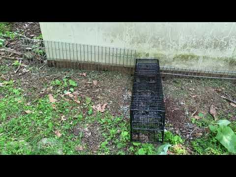 Groundhog Devouring Homeowners Garden in Piscataway, NJ