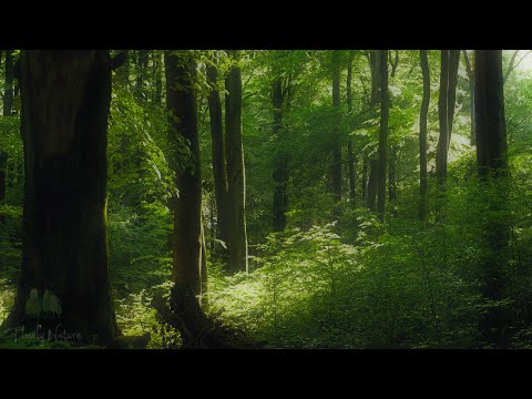 4K - Soothing Summer Forest Ambience - Relaxing Nature Sounds