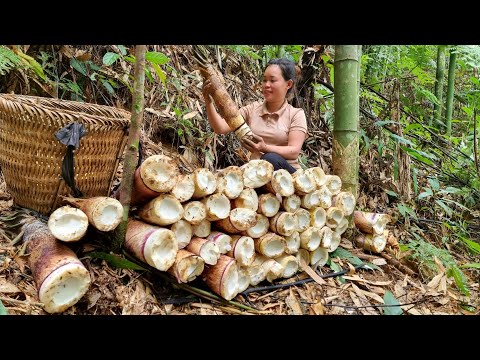 Harvest giant bamboo shoots - Make chili bamboo shoots & Make bamboo shoots roll with rice flour.
