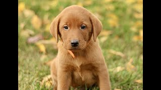 Video preview image #1 Labrador Retriever Puppy For Sale in COATESVILLE, PA, USA