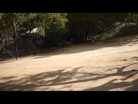 Train ride though the roo enclosure at Currumbin Wildlife Sanctuary