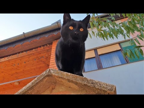 Relaxing Cat Video 32