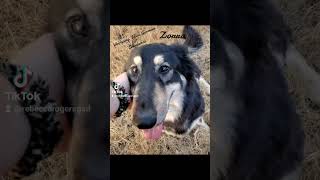 zorra one of our amazing large girls here at Wolfgang haus German shepherds