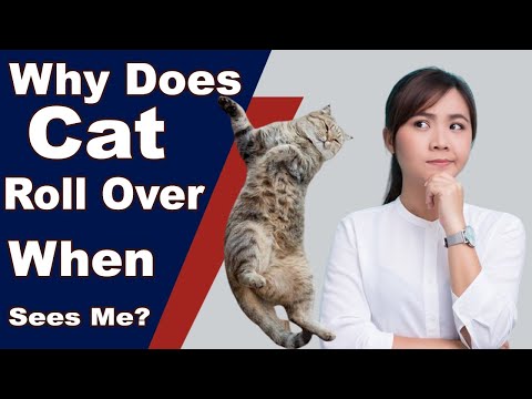 Why Does My Cat Roll Over When Sees Me? Top 10 Reasons